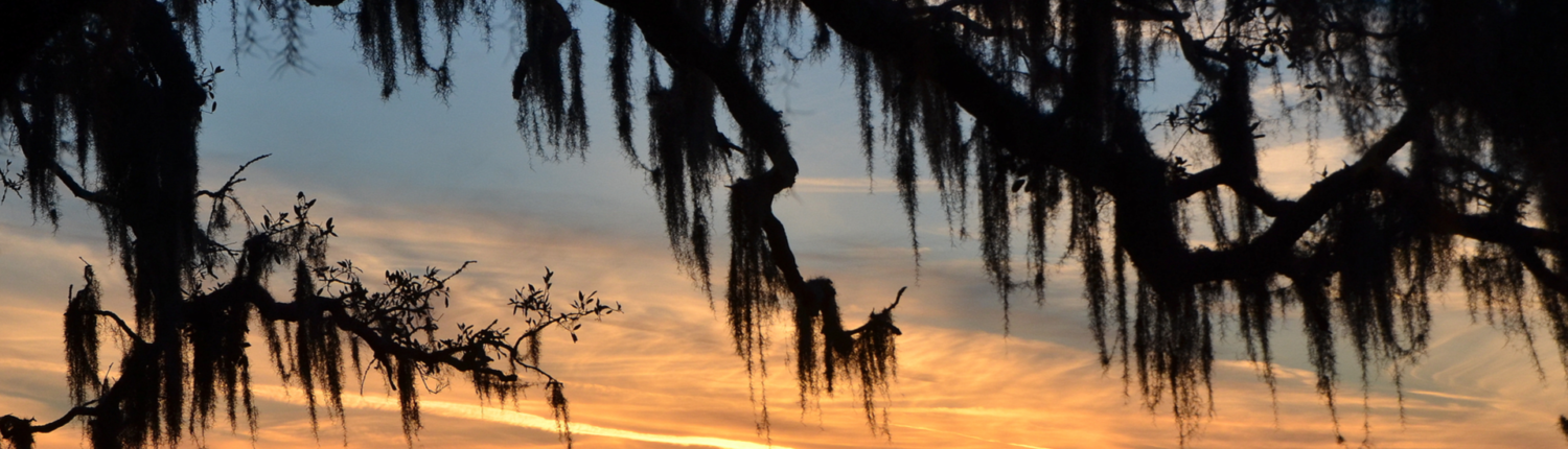 Web Design in Mandeville LA